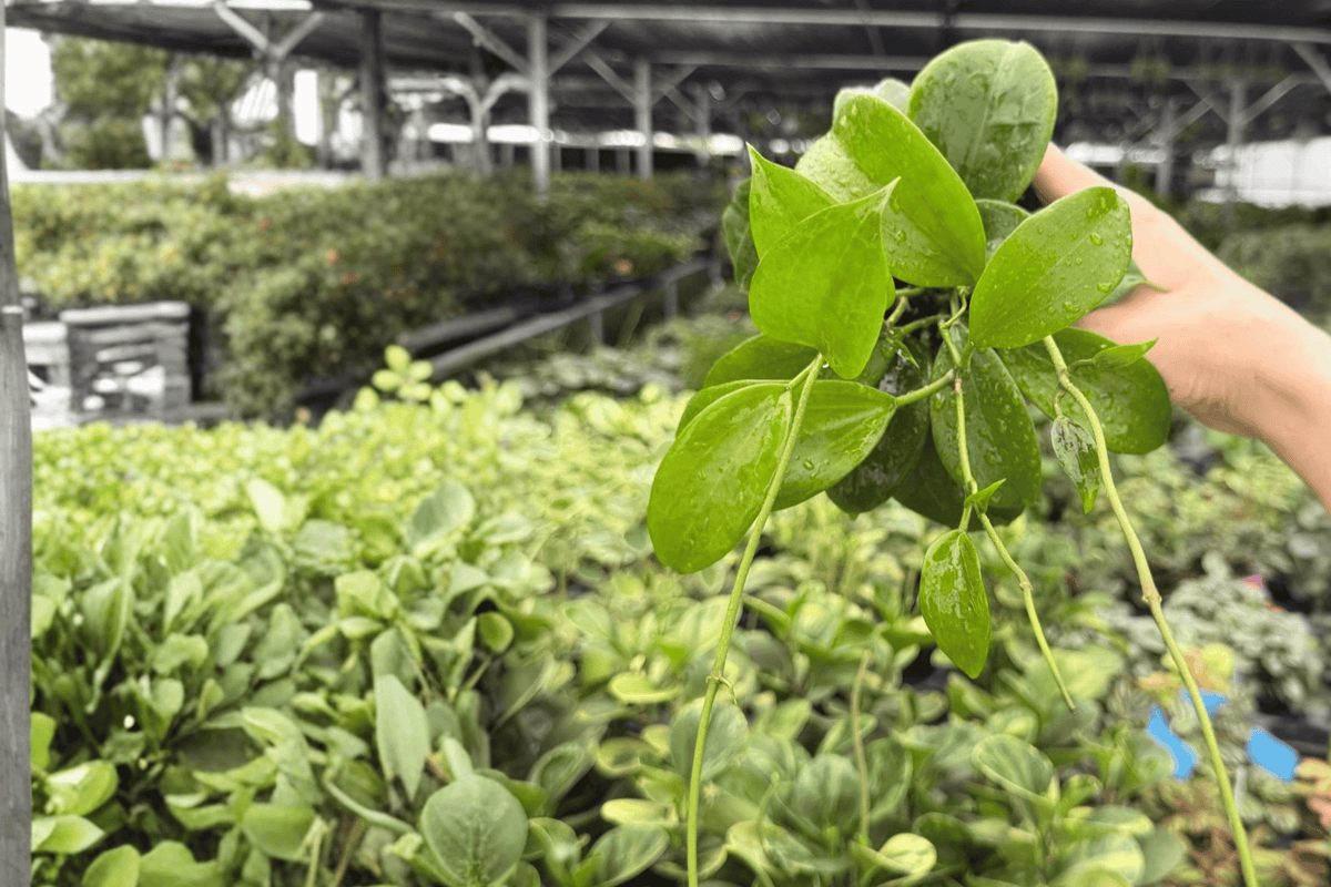 Hoya Quinquenervia - 2 Live Plants in 4-Inch Pots (Exact Plants Shipped in Pots)