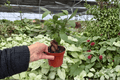 Ficus Ginseng 2 Live Plants in 4-Inch Pots | Ficus microcarpa