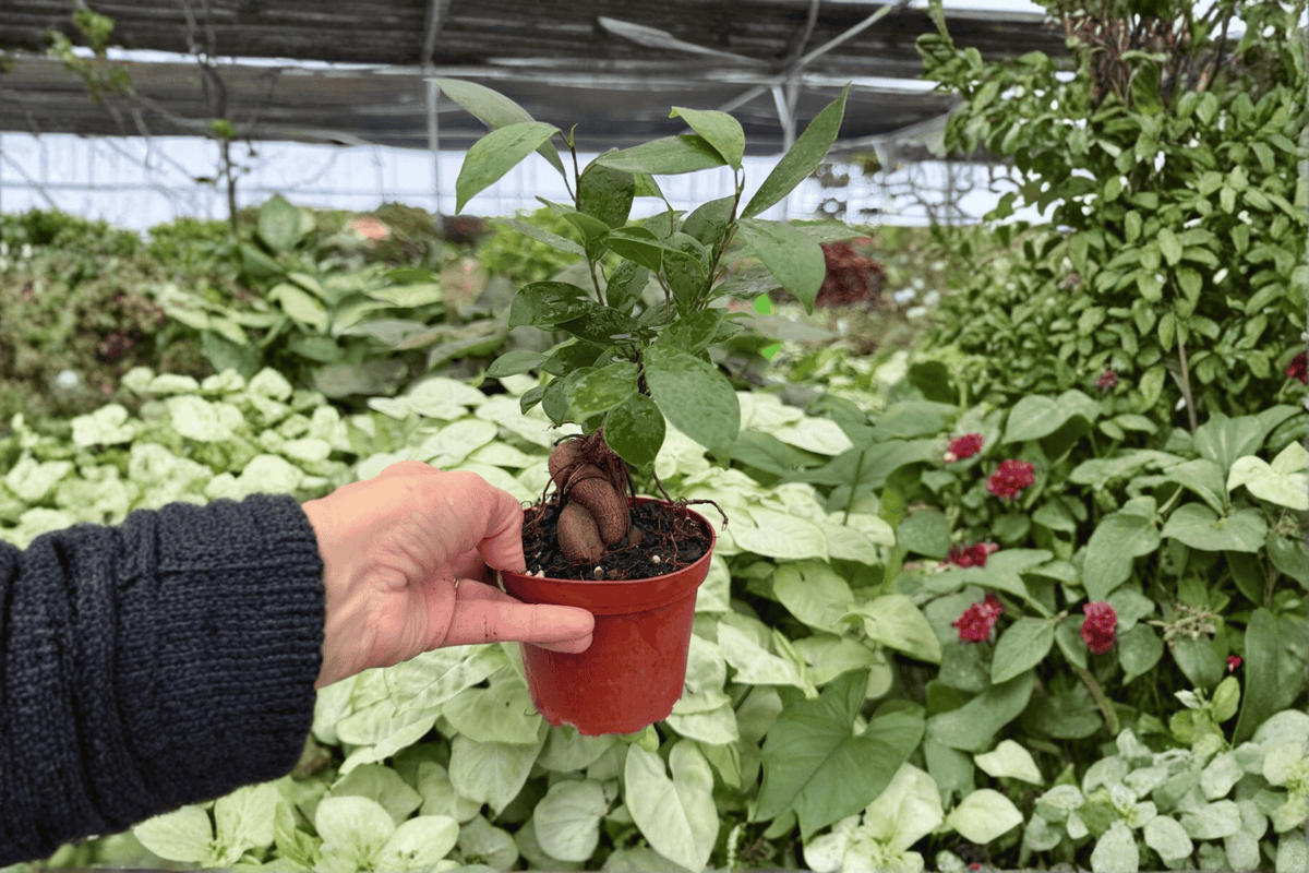 Ficus Ginseng 2 Live Plants in 4-Inch Pots | Ficus microcarpa