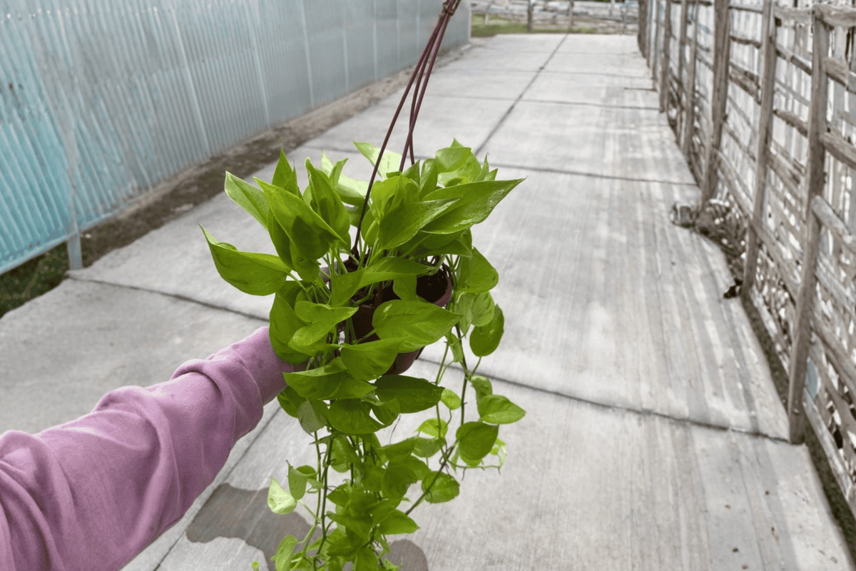 Champs Élysées Pothos - 2 Live Plants in 6-Inch Hanging Baskets (Epipremnum aureum)