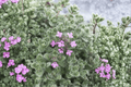 Woolly Thyme 1 Live Plant - Thymus pseudolanuginosus in 4-Inch Pot