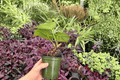 Anthurium Hoffmannii × Crystallinum - 4-inch Bare Root Live Plants (2) Exact Plants Pictured
