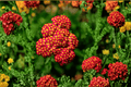 Paprika Yarrow - Achillea millefolium 'Paprika' | 1 Live Plant in 4-Inch Pot