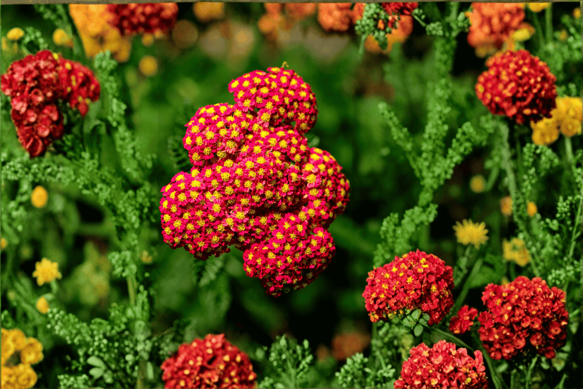 Paprika Yarrow - Achillea millefolium 'Paprika' | 1 Live Plant in 4-Inch Pot