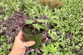 Anthurium Silver Hope x Hoffmanii - 2 Live 4-Inch Pots (Potted)