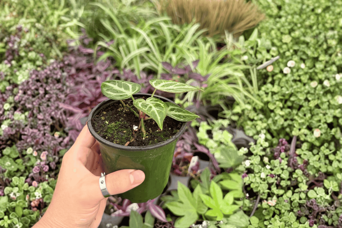 Anthurium Silver Hope x Hoffmanii - 2 Live 4-Inch Pots (Potted)