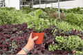 Variegated Peperomia Obtusifolia (2 Live Plants) – 4-Inch Pots | Peperomia obtusifolia 'Variegata'