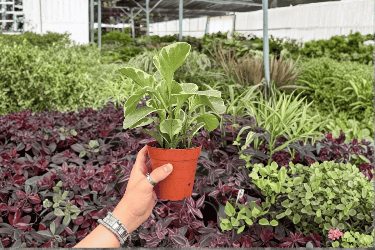 Variegated Peperomia Obtusifolia (2 Live Plants) – 4-Inch Pots | Peperomia obtusifolia 'Variegata'