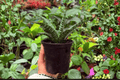 Sansevieria Hybrida Tiger - 2 Exact Plants in 4" Pot (Bare-Root or Potted) Exact Specimens