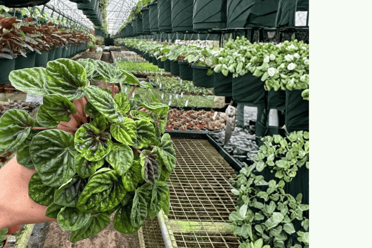 Peperomia caperata Green Ripple – 2 Live 4-Inch Pots