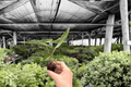 Alocasia Sabrina Narrow Starter Plants (2) – Live, Upright Tropical Foliage