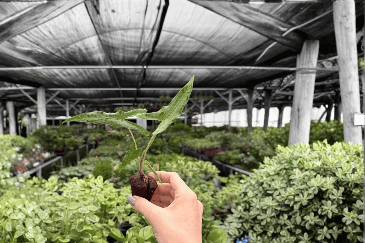 Alocasia Sabrina Narrow Starter Plants (2) – Live, Upright Tropical Foliage