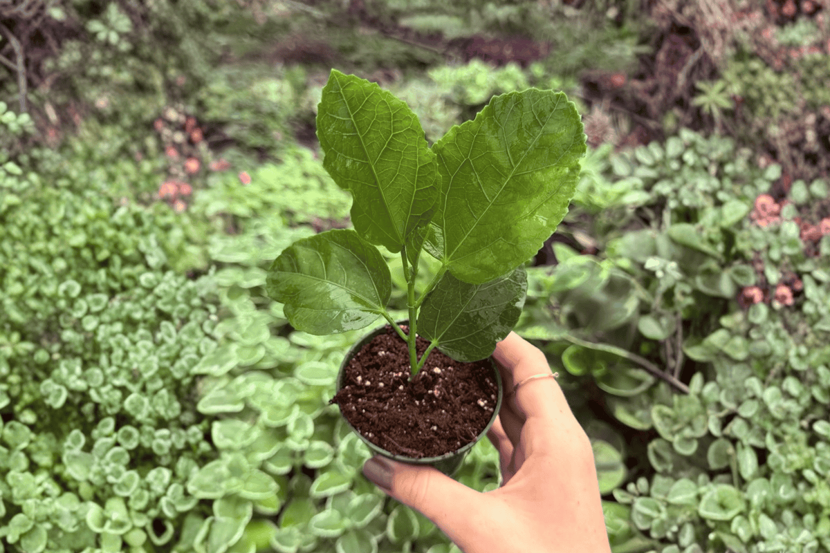 Foxy Lady Hibiscus 2 Live Starter Plants – Hibiscus rosa-sinensis, 2-Inch Starter Format