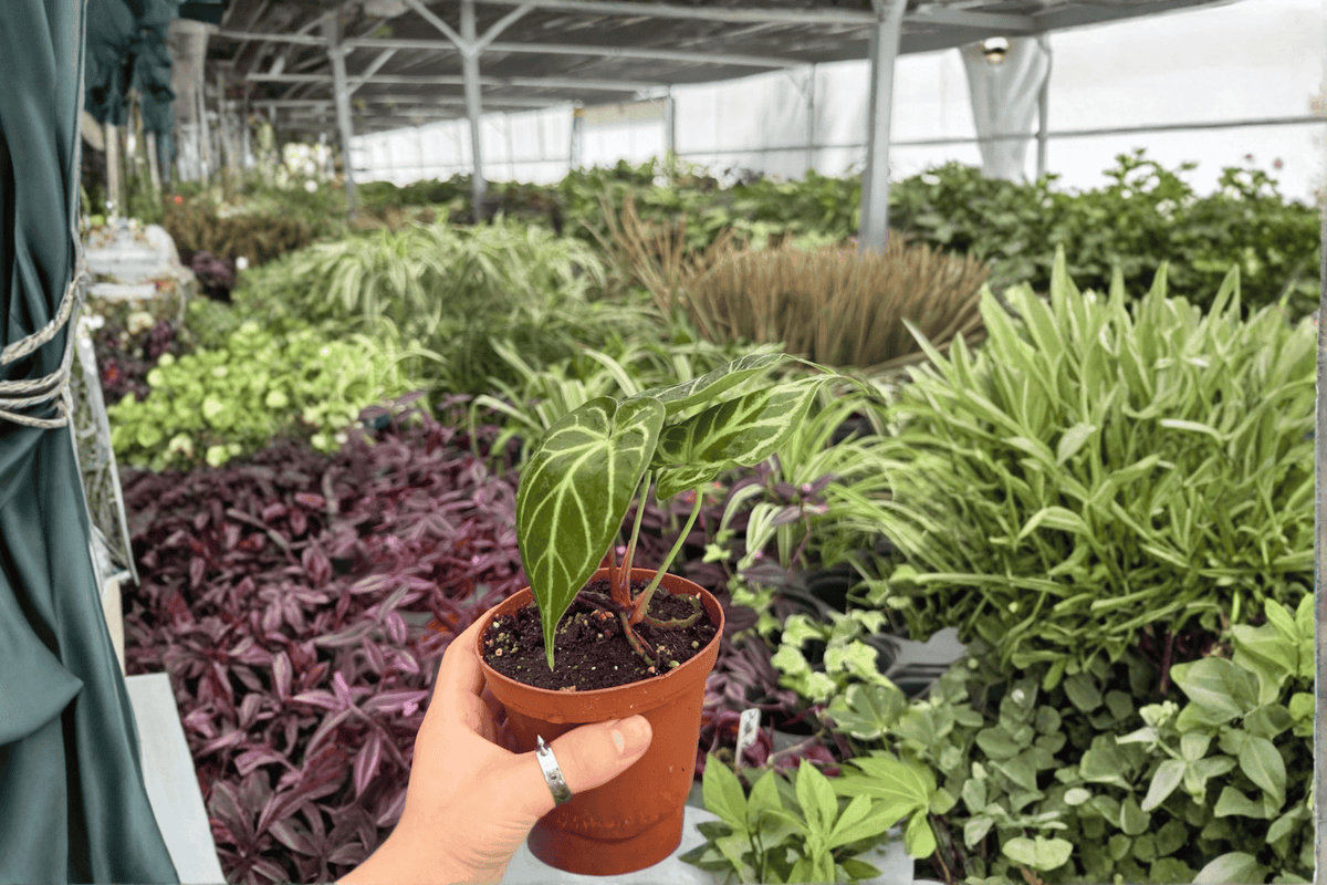 Anthurium Hoffmannii × Green Mamba Hybrid — 2 Live Plants in 4-Inch Pots