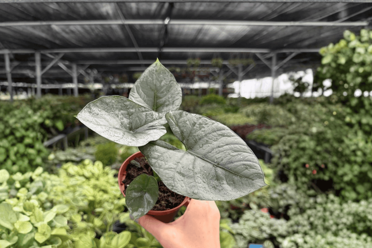 Alocasia reginae - 2 Exact Live Plants in 4-Inch Pots (Shipped Potted)