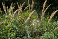 The King Pacific Reed Grass Calamagrostis nutkaensis 'The King' | 1 Gallon Live Plant