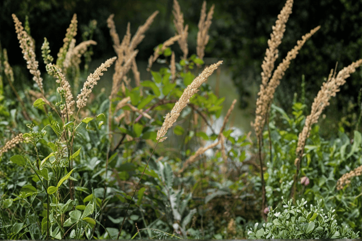 The King Pacific Reed Grass Calamagrostis nutkaensis 'The King' | 1 Gallon Live Plant