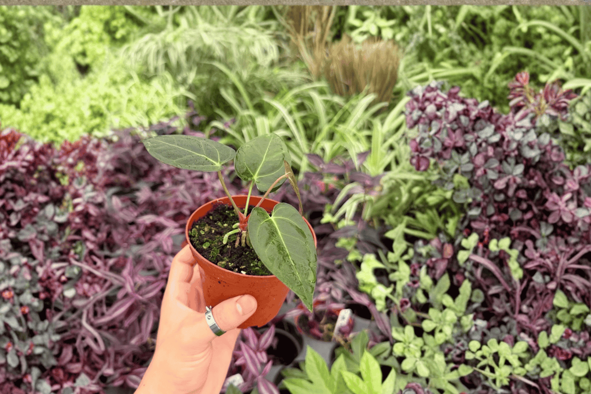 Anthurium Ace of Spades x Darkest Panama Seed-Grown Live Plant Pair, 4-Inch Pots