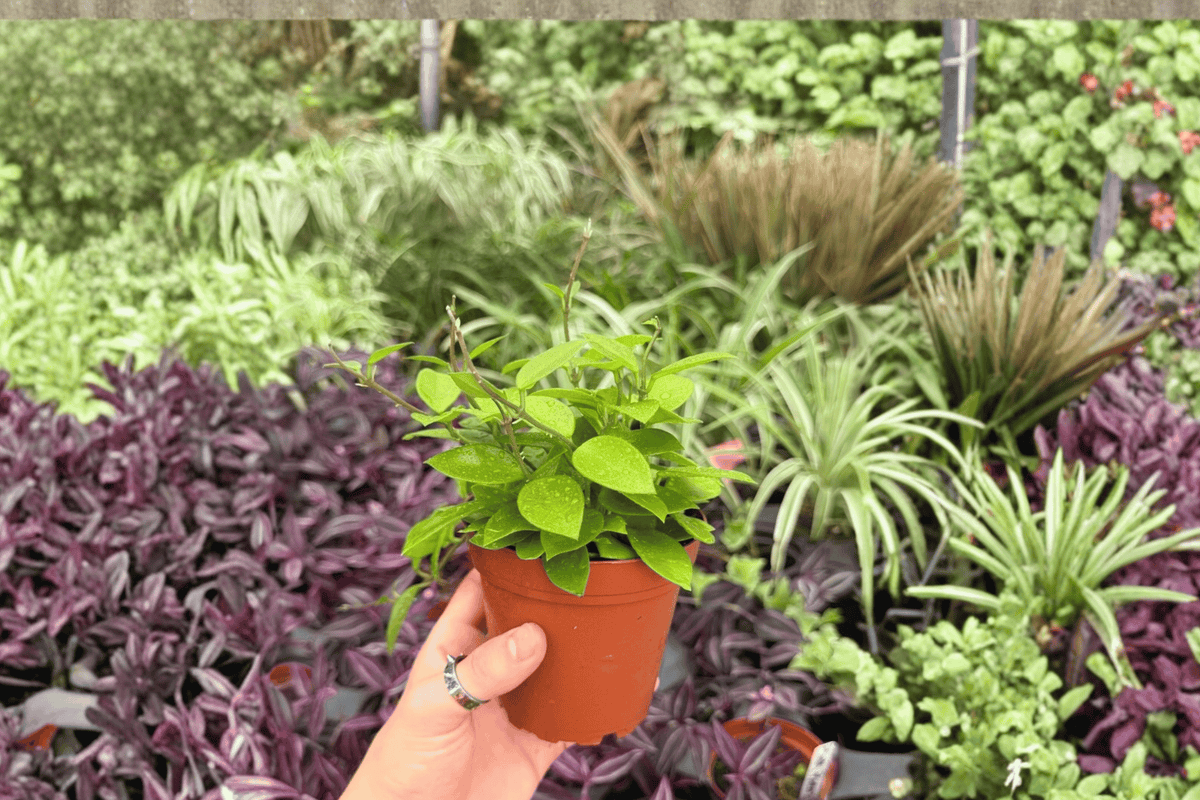 Hoya Chouke Live Plant | 2 Exact Plants in 4-inch Pot (Conflicting Shipping Info).