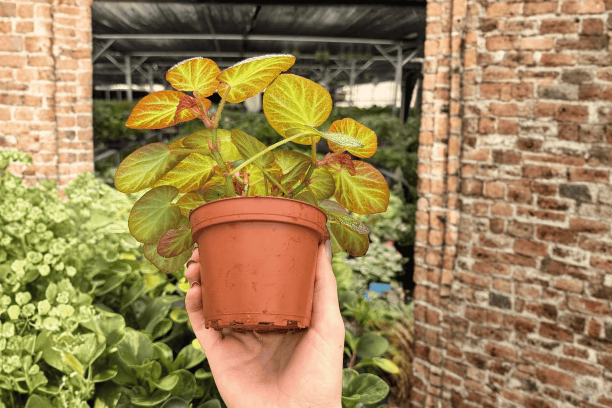 Begonia Manaus - 2 Exact Live Plants in 4-Inch Pots