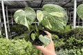Monstera Thai Constellation – 2 Live Plants in 4-Inch Pots (Potted)