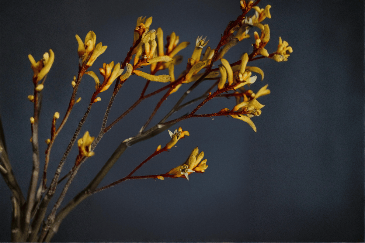 Yellow Gem Kangaroo Paw Anigozanthos 'Yellow Gem' - 1 Gallon Live Plant