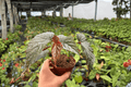Begonia Harmony's Dark Dagger - 2 Bare-Root Live Plants in 4-Inch Pots