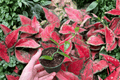 Vanilla Planifolia Vanilla Bean Orchid Starter Plants - 2 Epiphytic Climbers