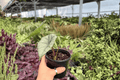 Alocasia Platinum Bisma - 2 Live Plants in 4-Inch Pots