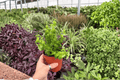 Curly Rasta Lipstick Plant (Aeschynanthus 'Rasta') – 2 Live Plants in 4-Inch Pots