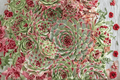Chick Charms Mint Marvel Sempervivum Hens and Chicks - 4-Inch Pot (1 Live Plant)