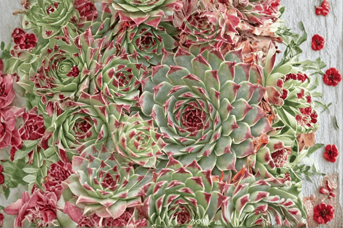 Chick Charms Mint Marvel Sempervivum Hens and Chicks - 4-Inch Pot (1 Live Plant)