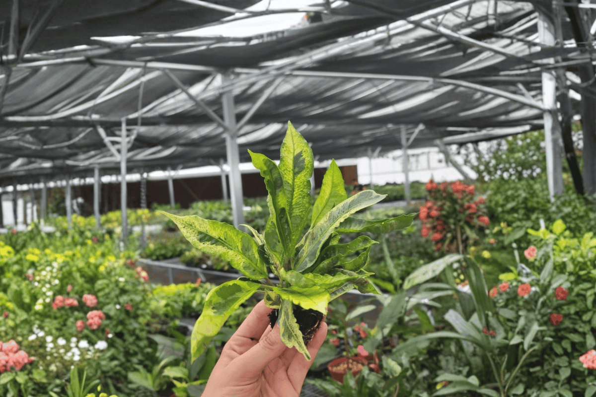 Codiaeum Variegatum Starter Plants - 2 Bare Root Croton Starter Plants