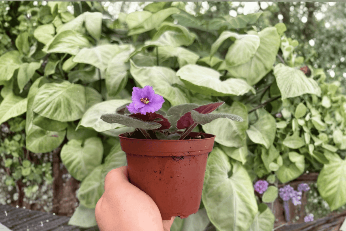 Buckeye Country Gal African Violet - 2 Exact Live Plants, 4-inch Pot (Bare Root)