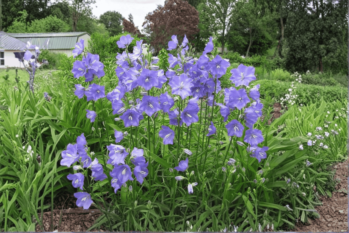Peach-Leaved Bellflower Campanula persicifolia - 4-Inch Pot Live Plant