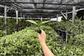 Variegated Epipremnum amplissimum - 2 Live Starter Plants (Unrooted)