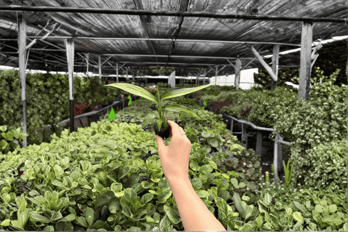 Variegated Epipremnum amplissimum - 2 Live Starter Plants (Unrooted)