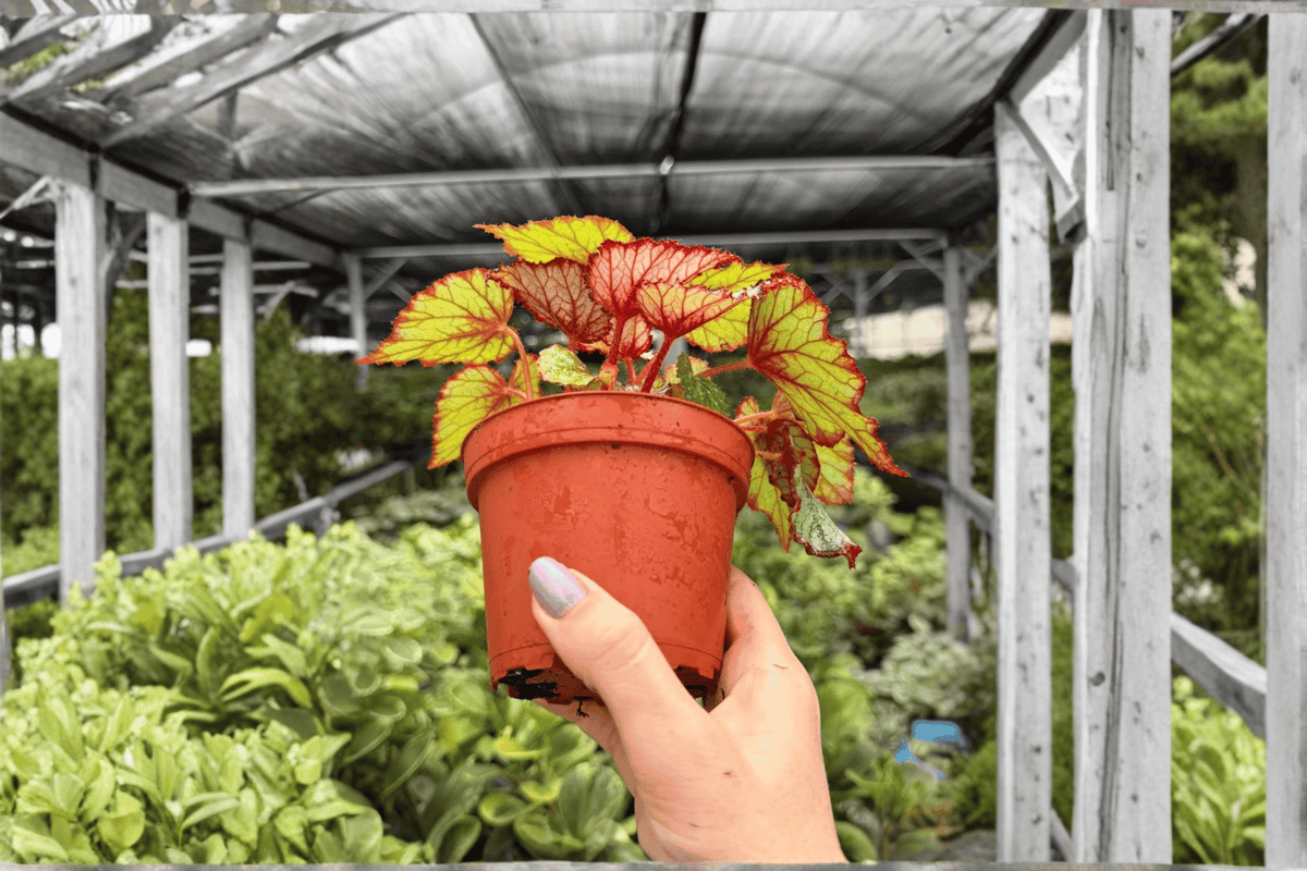 Begonia Harmony's Crimson Oak (Harmony’s Crimson Oak) – 2 Live 4-Inch Pots