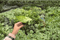 Alocasia Snow Odora Batik Variegated Starter Plants (2) - Exact Plants