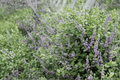 Vitex 'Summertime Blues' Chaste Tree | 1-Gallon Live Plant