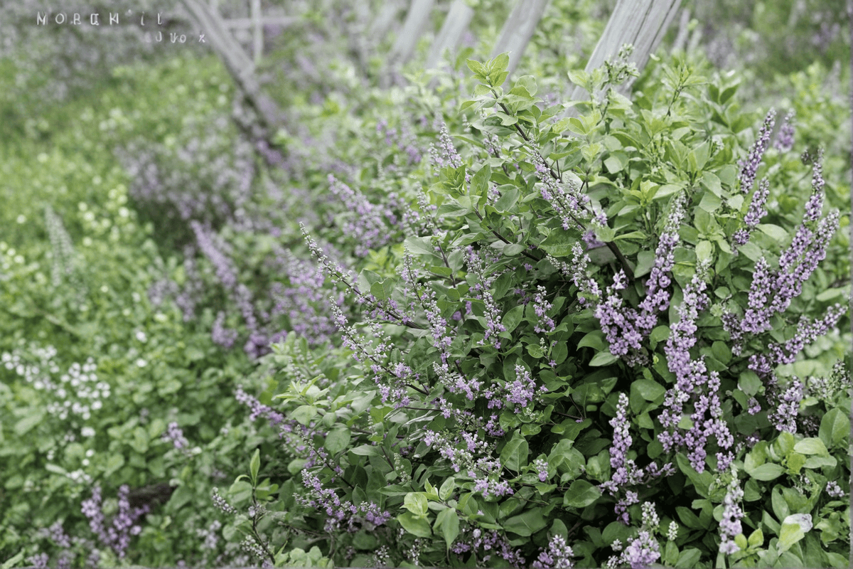 Vitex 'Summertime Blues' Chaste Tree | 1-Gallon Live Plant