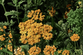 Terracotta Yarrow Achillea millefolium 'Terracotta' — 1 Live Plant, 4-Inch Pot