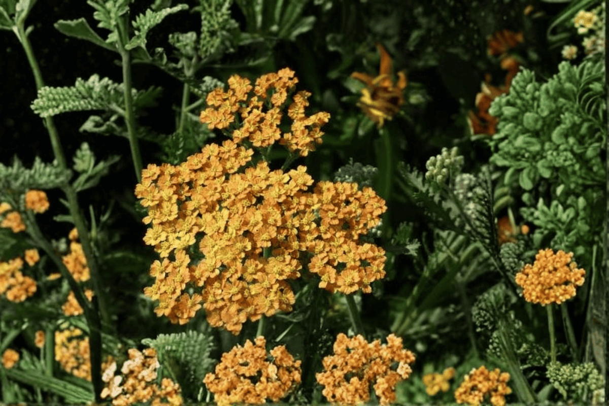 Terracotta Yarrow Achillea millefolium 'Terracotta' — 1 Live Plant, 4-Inch Pot