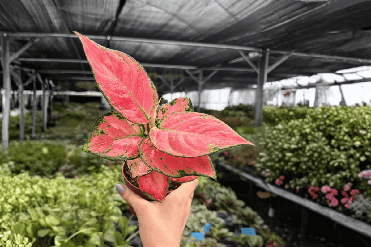 Aglaonema Super Pink - 2 Live Plants in 4-Inch Pots | Exact Plants Pictured