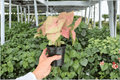 Syngonium Neon Pink Live Plants – 2 Exact Plants in 4-Inch Pots