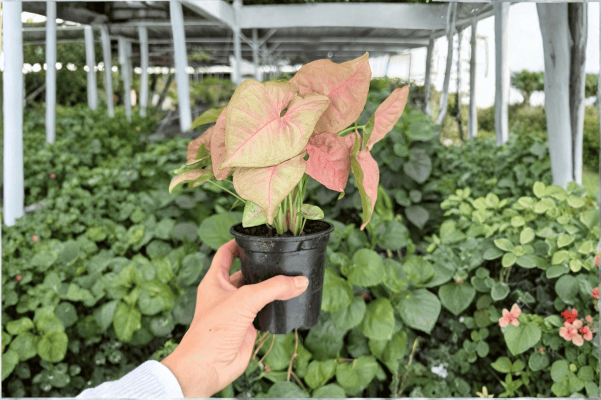 Syngonium Neon Pink Live Plants – 2 Exact Plants in 4-Inch Pots