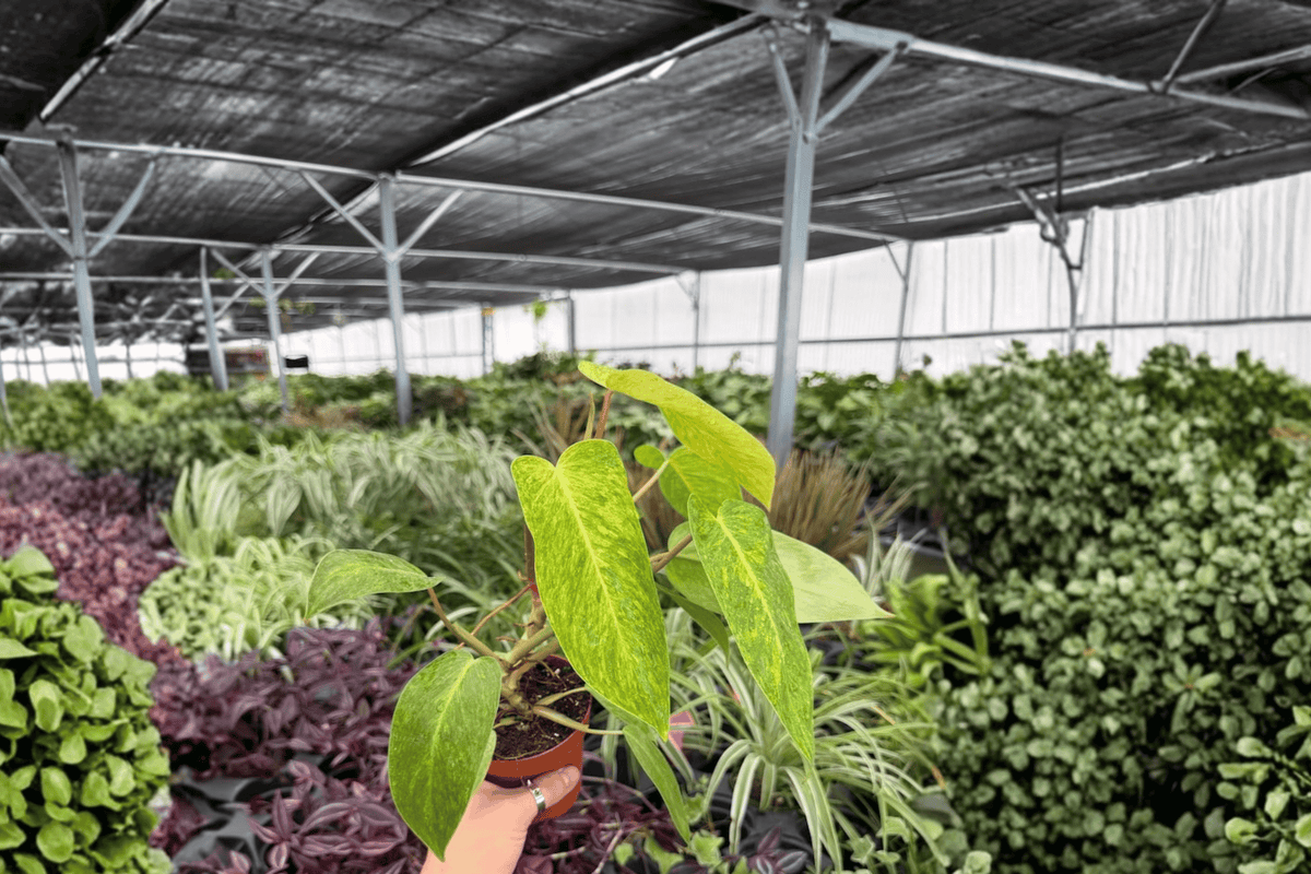 Philodendron Painted Lady - 2 Live Plants in 4" Pot (Exact Plants) | Climbing Tropical