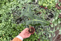 Alocasia Sarian Starter Plants (2) | Grown in 2-Inch Pots, Unpotted
