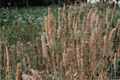 Karl Foerster Feather Reed Grass - 1 Live Plant in 4-Inch Pot | Calamagrostis × acutiflora ‘Karl Foerster’