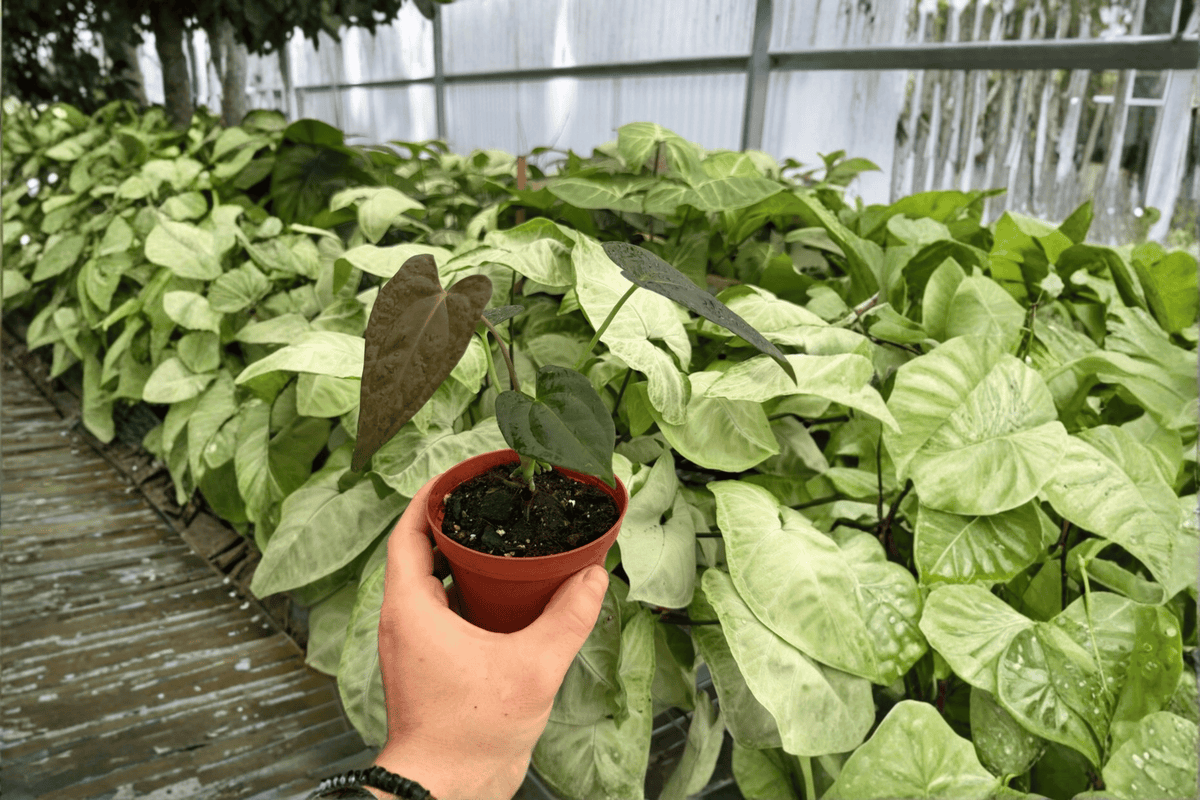 Anthurium Fort Sherman x Dark Silver - 2 Live Plants in 4-Inch Pots